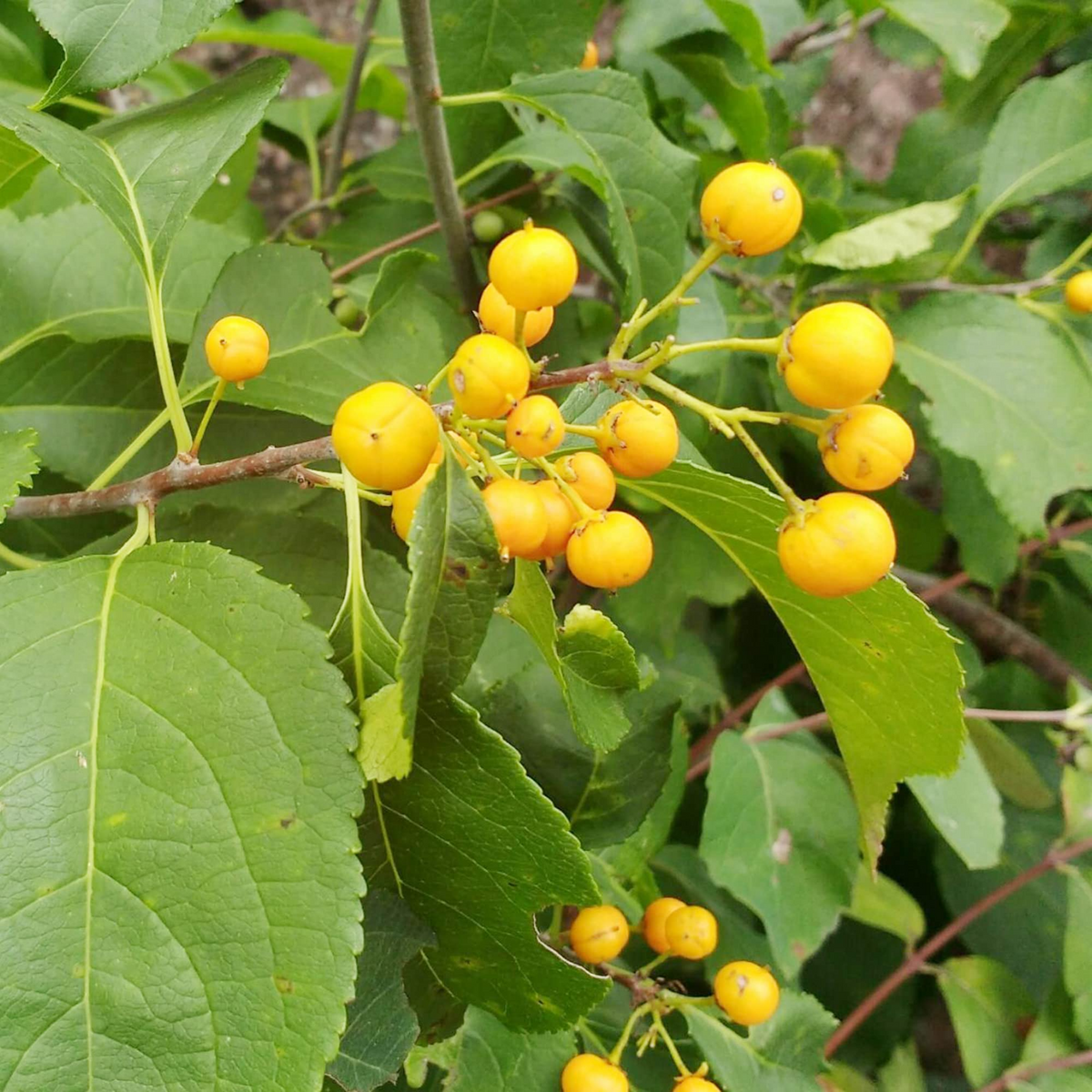 30 Seeds Celastrus scandens - American Bittersweet Climbing Vine for Garden, Landscaping & Wildlife Support