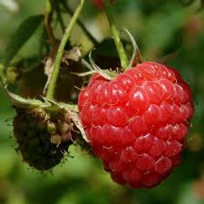 Red Raspberry Cuttings 10-12” Unrooted Heritage Scion (Rubus idaeus) for Rooting or Grafting - High-Yield Berry Plants
