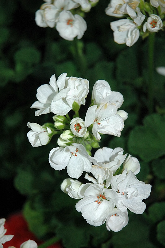 Well Rooted Geranium Plant - Patriot White Zonal Geranium (Pelargonium) - Hardy Flowering Plant for Garden & Pots