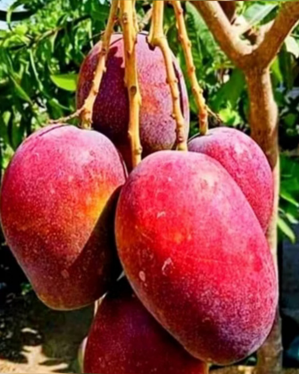 5 Unrooted Red Mango Cuttings for Grafting - Mangifera indica, Sweet Tropical Fruit, Perfect for Home Gardens