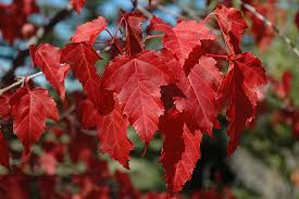 Amur Maple Seeds - 20 Alaskan Grown Acer Ginnala - Fast-Growing Tree with Red Fall Foliage - Hardy in Zones 3-8