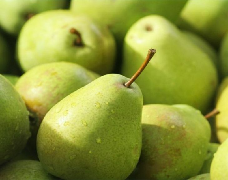 Green Anjou Pear Cuttings 7-10" Unrooted - Pyrus communis, 8 Premium Sweet Fruit Trees for Propagation, Ideal for Home Gardens