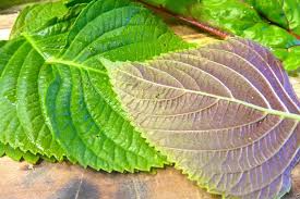 400 Seeds Perilla (Shiso) Korean Herb for Planting – Aromatic Culinary Spice for Sushi, Garnishes, Stir-Fries - Perilla frutescens