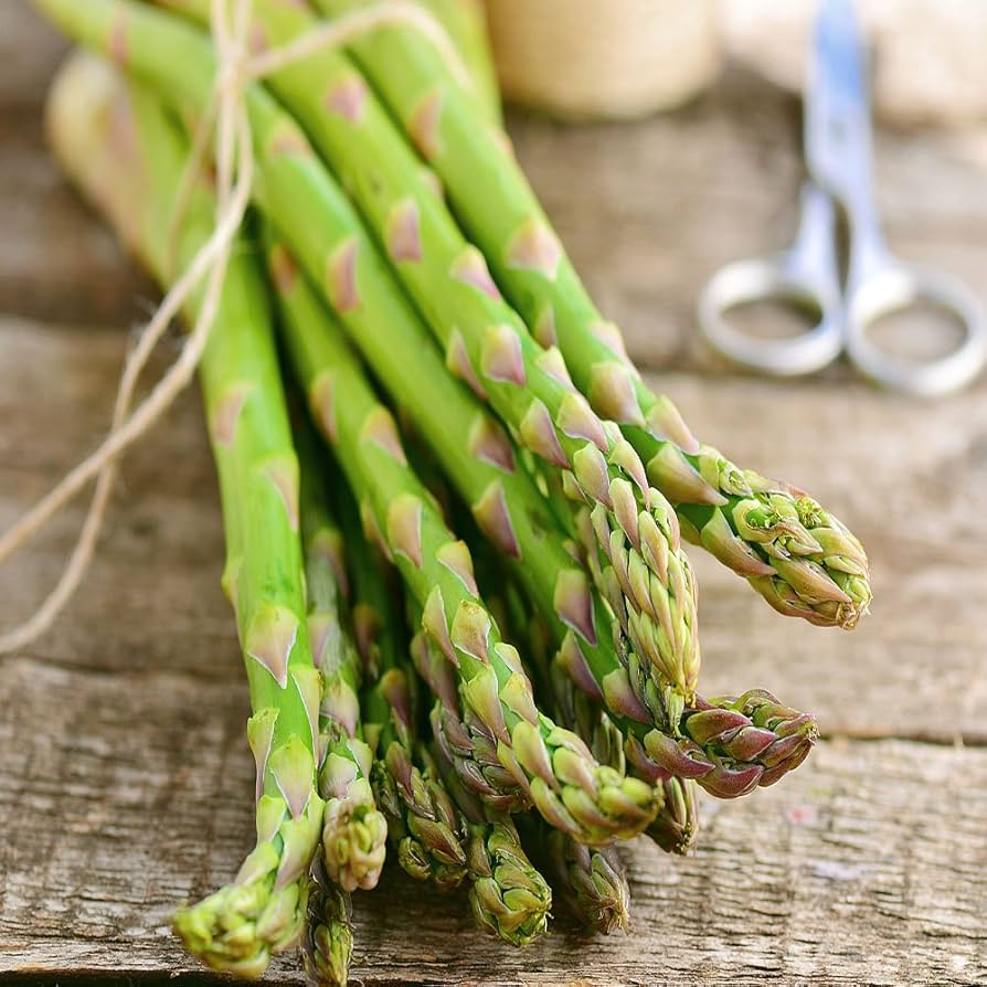 10 Jersey Knight Asparagus Bare Root Crowns - 2yr High-Yield Perennial - Asparagus officinalis - Green Spears