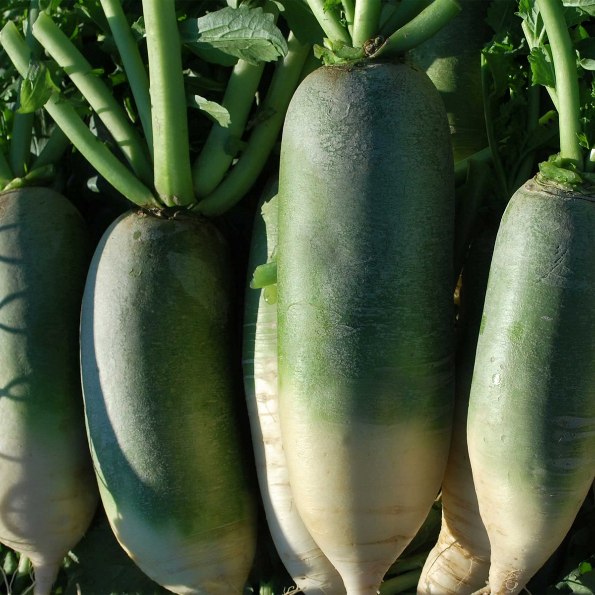 500+ Green Luobo Improved Radish Seeds - Heirloom Crisp Sweet Asian Variety - Raphanus sativus