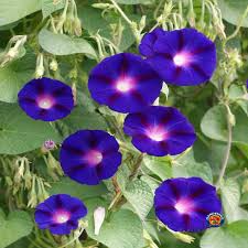 100 Morning Glory Grandpa Ott Seeds β Purple Heirloom Vine | Ipomoea purpurea | Climbing 15' | Non-GMO Fast-Growing Flower