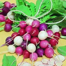 500+ Easter Egg Radish Seeds - Colorful Heirloom Blend, Fast-Growing & Crisp - Raphanus sativus