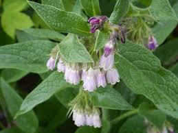 5 Unrooted Cuttings Russian Comfrey Bocking 14 Cultivar Symphytum x uplandicum Organic Herb Easy to Grow Starter Plant