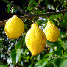 Bumpy Lemon Starter Plant Seedling 12"-24" Charichuelo Garcinia madruno Tropical Fruit Tree for Garden