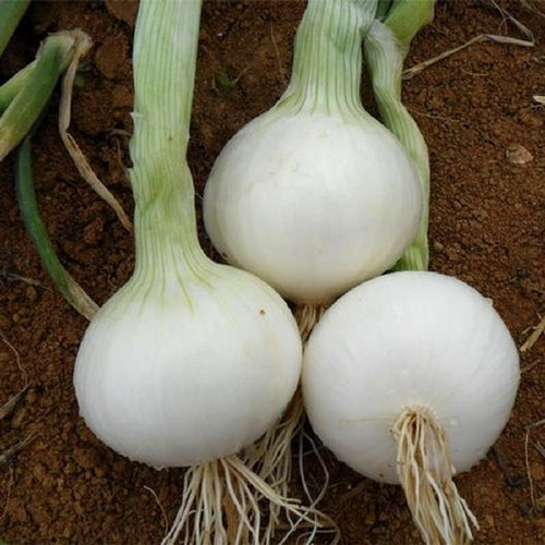 200 Seeds White Sweet Spanish Onion, Allium cepa, Large Mild Flavor Bulbs for Cooking and Fresh Use