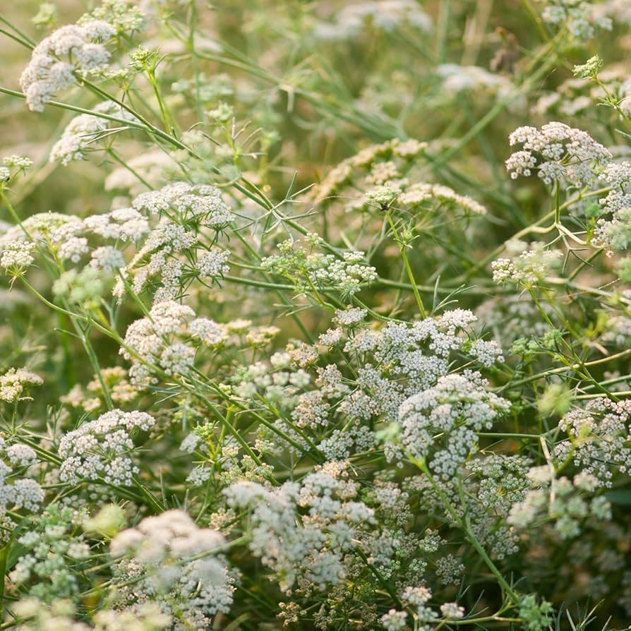 Cumin Seeds | Heirloom Non-GMO | Culinary Herb | Nutty Peppery Flavor | Cuminum cyminum | Easy to Grow | Container Friendly