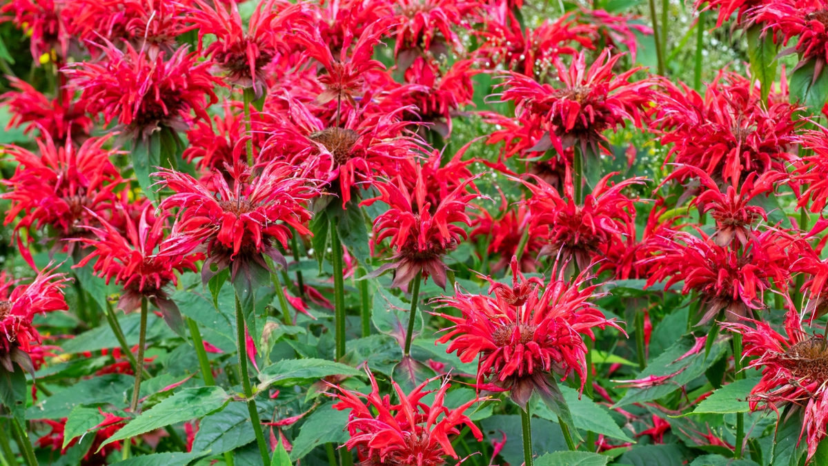3 Live Cherry Red Monarda Bee Balm Plants | Vibrant Perennial Flowers | Pollinator Favorite | Monarda didyma