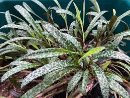 Succulent Plant – 1 Live Variegated Ledebouria socialis Silver Squill – Drought-Tolerant Houseplant for Indoor Gardening