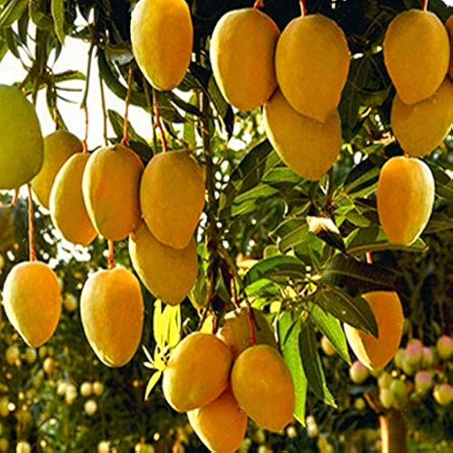 Mango Haden Starter Plant 12-24" Live Tropical Fruit Tree (Mangifera) - Sweet Juicy Mangoes, Green Foliage, Aromatic Blossoms