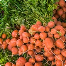Parisian Carrot Seeds | Heirloom Non-GMO | Round Sweet Carrots | Daucus carota | 60 Days to Harvest | Zones 2-10