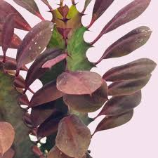 African Milk Tree Cutting 4–8" | Euphorbia trigona | Low-Maintenance Succulent | Indoor/Outdoor Plant | Striking Red Color