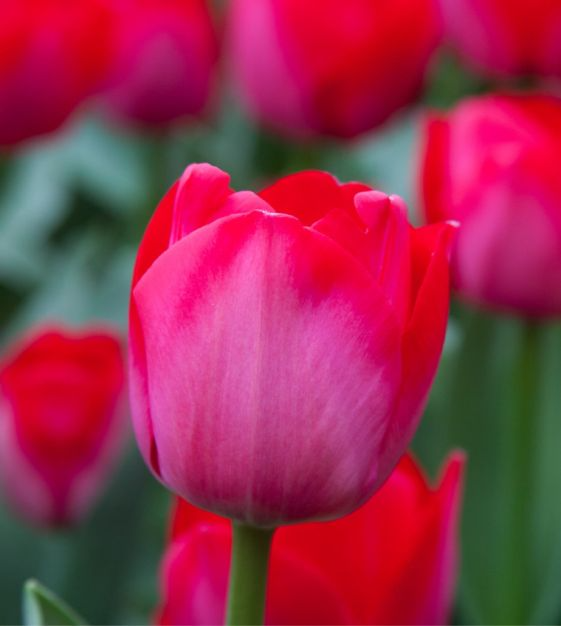 Tulip Bulbs - 5 Count Deep Rose-Red & Silver Sheen, Fragrant, Weather-Resistant, Tulipa 'Spryng Tide', USDA Zones 3-8