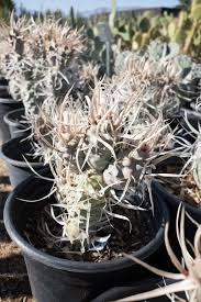 7 Rooted Tephrocactus Weberii Cuttings - Rare White Thorns Cactus - Collector's Specimen - Hardy Indoor Plant
