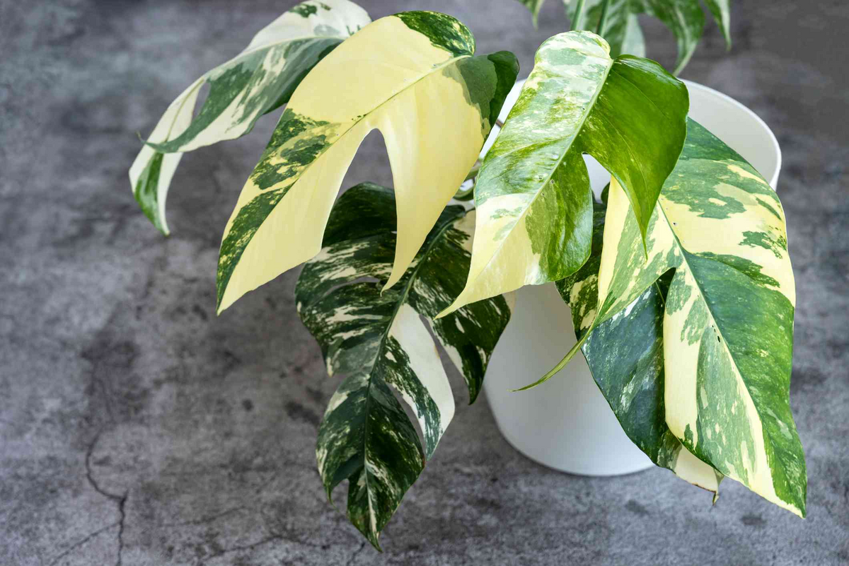 Rooted Cutting Epipremnum Pinnatum Albo Variegata | Rare Variegated Houseplant | Healthy Indoor Plant with Strong Roots