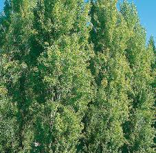 10 Unrooted Cuttings Theves Poplar 10-12 Inch Easy-to-Root Populus nigra ‘Afghanica’ for Privacy Screen Windbreak