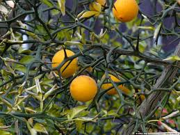 Hardy Orange Tree 8” Live Plant Poncirus trifoliata Fully Rooted - Cold-Hardy Citrus with Ornamental Fruit & Fragrant Flowers