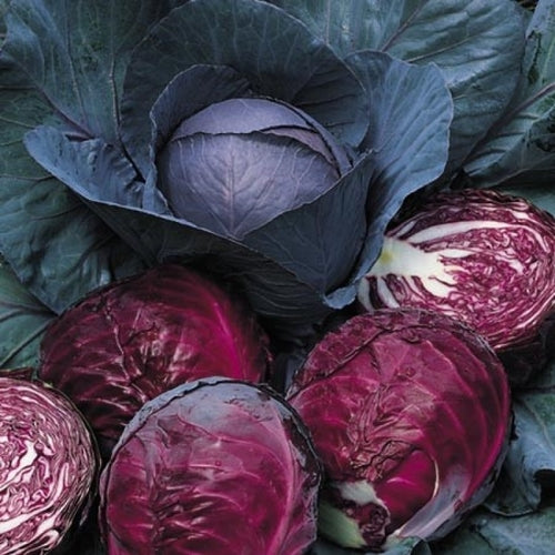 Cabbage Seeds 1g - Red Acre Heirloom, Compact & Sweet, Cold Hardy, High Yield, Brassica oleracea var. capitata