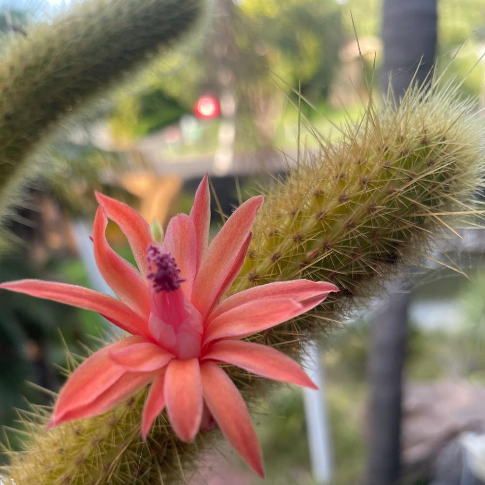Cleistocactus samaipatanus Cutting | 5" Flowering Cactus Tip | Easy to Grow | Hummingbird Attraction | Summer Blooms