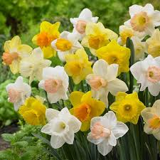 Narcissus Trumpet Daffodil Bulbs Mix - 6 Colorful Flower Bulbs (Yellow, White, Orange, Pink) - Easy to Grow Garden Plant