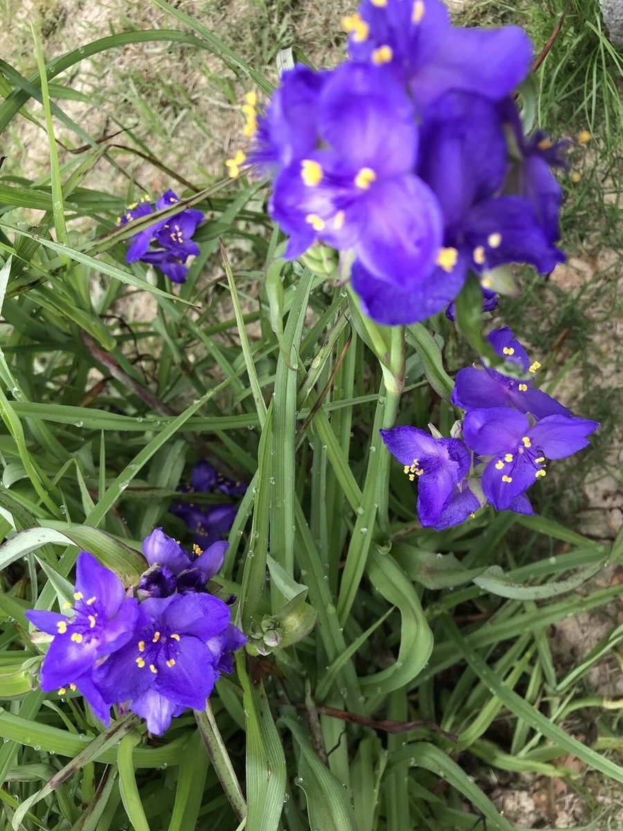 25 Spiderwort Plants - Bare Root Rhizomes, Purple Flowers Perennial (Tradescantia) for Pollinator Gardens