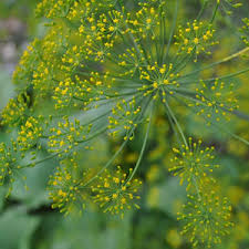 500 Seeds Dukat Dill Herb - Aromatic Culinary Variety, Anethum graveolens, Pollinator-Friendly, Easy to Grow