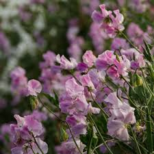 Misty Mountain Sweet Pea Seeds - 50+ Lilac & Blue Climbing Flower Vines - Lathyrus odoratus for Trellises & Bouquets