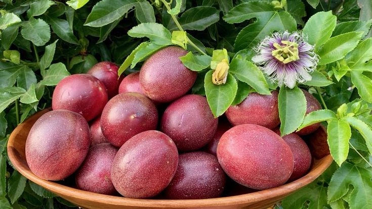 10 Purple Edulis Passion Fruit Seeds | Passiflora edulis | Fast Growing Edible Vine for Tropical Gardens
