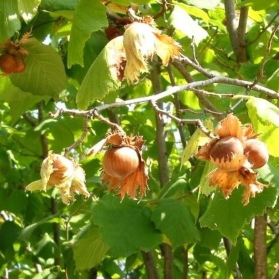 2 Bare Root American Hazelnut Trees, 6-12" Tall, Edible Nuts, Corylus americana, Ready to Plant for Home Orchards