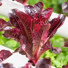 Cimarron Lettuce Seeds - 1000 Heirloom Romaine, Deep Red, Crisp Texture, Lactuca sativa, Non-GMO, Heat-Tolerant, Easy to Grow
