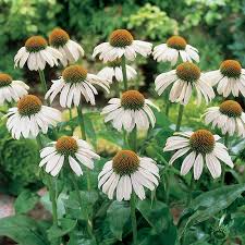 White Swan Coneflower Seeds | Non-GMO | Fragrant White Blooms | Echinacea purpurea alba | Drought Tolerant | Zones 3-9