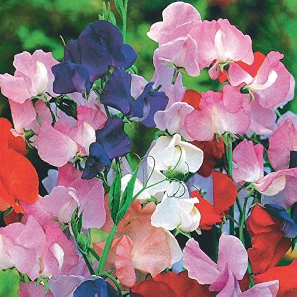 Winter Romance Sweet Pea Seeds - 50+ Soft Blush Pink Fragrant Blooms - Lathyrus odoratus - Climbing Vines for Trellises