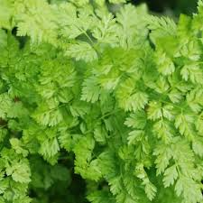 Chervil Seeds 400 Count - Aromatic Herb for Cooking - Anthriscus cerefolium - Ideal for Garnishing Salads & Soups