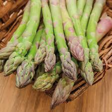 Jersey Giant Asparagus Bare Root Plants, 2-Year Crowns, Asparagus officinalis, Easy to Grow Garden Vegetable