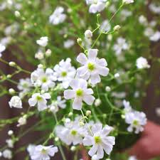 100 Seeds Baby's Breath Covent Garden White - Gypsophila paniculata - Drought Tolerant Perennial for Weddings and Gardens