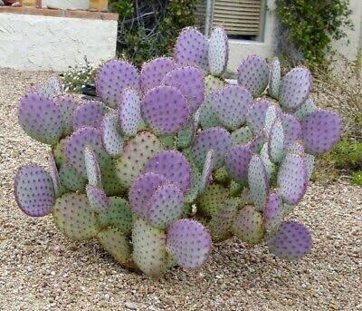 3 Unrooted Cuttings Santa Rita Purple Prickly Pear Cactus Opuntia Violacea 5-6" Rare Cactus for Propagation