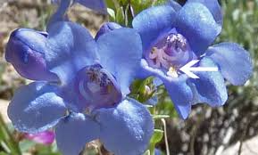 Penstemon Seeds 100mg | Bluestem Penstemon | Drought-Tolerant Wildflower | Penstemon cyanocaulis | Pollinator-Friendly Gardening