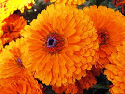 100 Seeds Calendula Pacific Beauty Orange - Bright Orange Flowers for Planting, Pollinator-Friendly Herb, Calendula officinalis