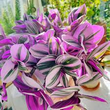 Unrooted Tradescantia Nanouk Cuttings 3”-4” | Rare Pink Wandering Jew | Easy Indoor Houseplant | Tradescantia albiflora ‘Nanouk’