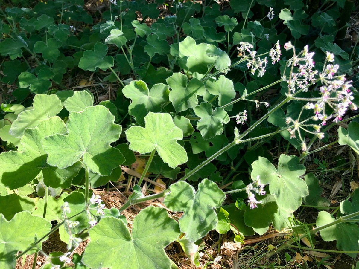 Rare Fuzzy Mint Scented Pelargonium Geranium Cuttings - 3 Unrooted 6" Mint Fragrance for Planting & Propagation