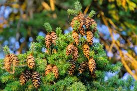 20 Chinese Douglas Fir Tree Seeds | Evergreen Conifer | Fast-Growing | Pseudotsuga sinensis for Landscaping & Forest Gardens