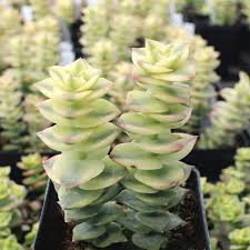 Crassula Perforata Variegata Starter Plant - 2 Cuttings with Variegated Leaves & Red Edges - Trailing Succulent
