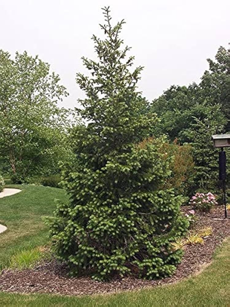 Live Bare Root Norway Spruce Tree, 12"-18", Hardy Evergreen for Landscaping & Privacy, Picea abies