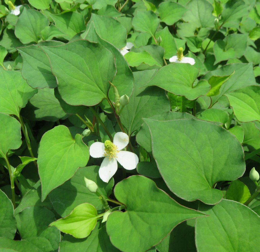20 Live Bare Root Fish Mint Plants | Houttuynia Cordata | Edible & Medicinal Asian Herb | Fast-Growing Ground Cover