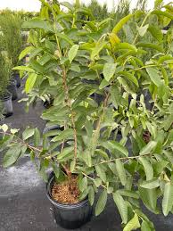 Mexican Guava Starter Plant 1'-2' Live Fruit Tree Psidium guajava Tropical Edible Tree for Garden or Container
