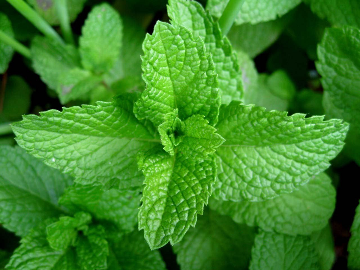 Peppermint Seeds | 500 Heirloom Non-GMO Seeds | Culinary & Decorative Herb | Mentha piperita | Fragrant & Pollinator-Friendly